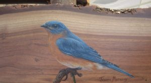 Eastern Blue Bird-on Live Edge Walnut Frame (Sold)