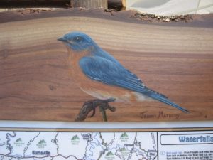 Eastern Blue Bird on Live Edge Walnut Frame (Sold)