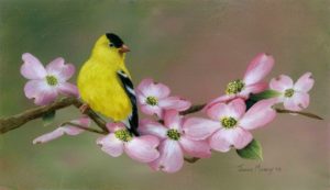 Goldfinch in the Pink- 7 X 12 Oil (Prints available, Contact artist)