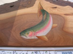 Rainbow Trout on Live Edge Walnut Frame (Sold)