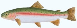 Rainbow Trout- 7 X 16 Acrylic (Prints available, Contact artist)