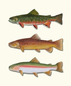 Appalachian Trout Trio 16 X 20 (Prints available, Contact artist)